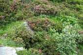 07 Tanti Rododendri in fiore....